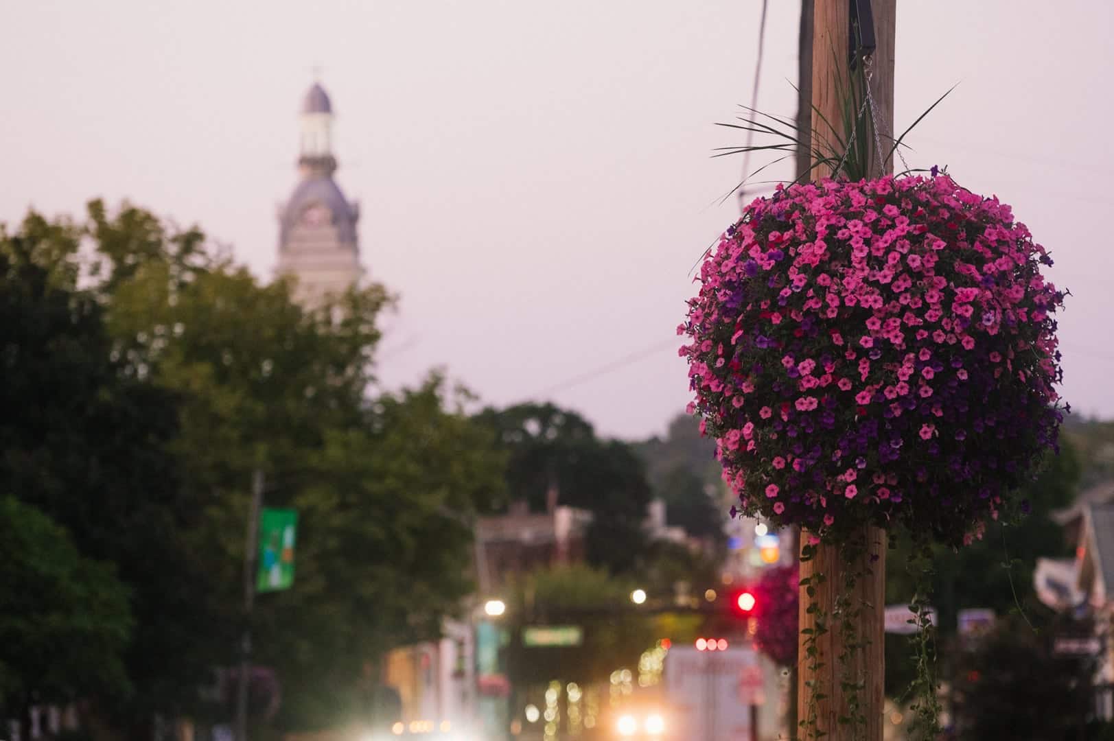 A hanging basket of pink and purple petunias on a downtown Nicholasville lamppost at dusk, with the courthouse tower beyond